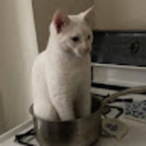 Meet your Posher, Janet